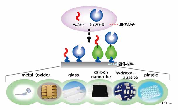 Functional Immobilization of 

Biomolecules on Solid Surfaces